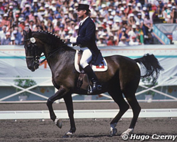 horse Limandus (KWPN (Royal Dutch Sporthorse), 1970, from Markies)