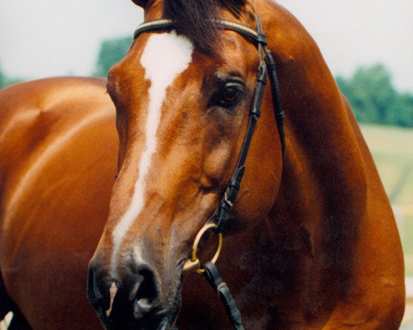 stallion Cabaret (Holsteiner, 1980, from Cor de la Bryère)