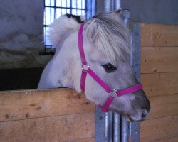 broodmare Nahla (Fjord Horse, 2012, from Temperament)