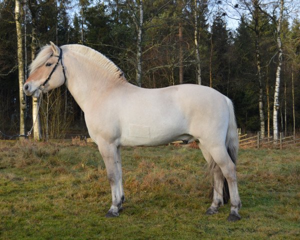 stallion TheMas Arv (Fjord Horse, 2013, from Björkhems Arn)