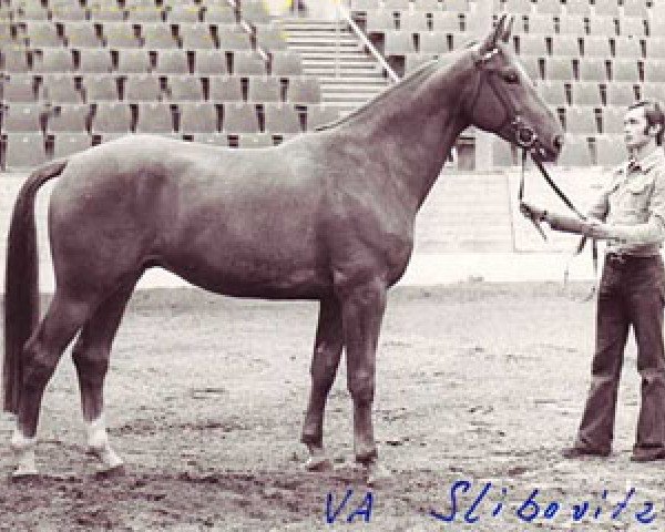 Pferd Slibovitz (Hannoveraner, 1969, von Servus)
