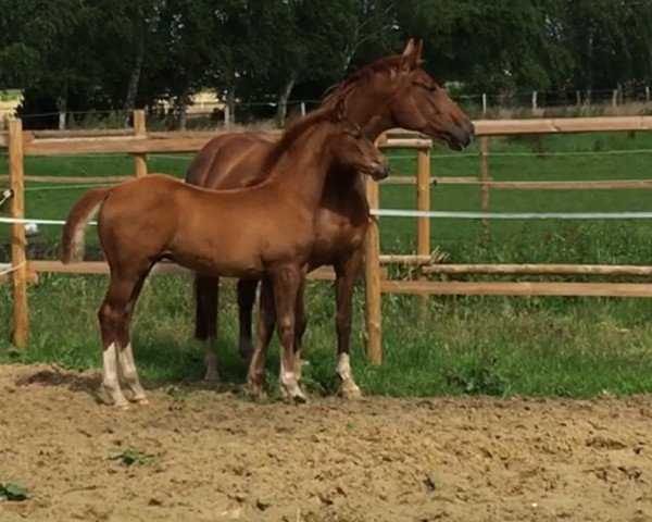 dressage horse Farley (Hanoverian, 2016, from Tannenhof's Fahrenheit)