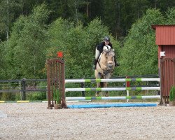 broodmare Chalexia 3575 (Fjord Horse, 2008, from Alexander Lukas)