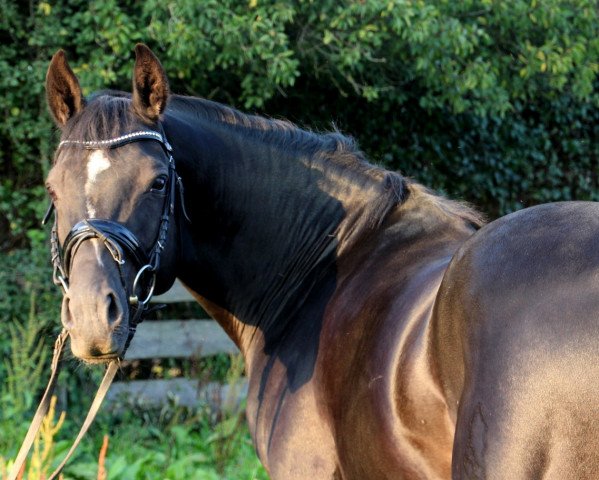 dressage horse Velazquez G (German Riding Pony, 2008, from Valido's Highlight)