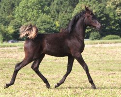 broodmare GH Safana (Arabian thoroughbred, 2016, from Muddassir B' Mehamam)