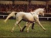 stallion Wienerwald (Hanoverian, 1971, from Widerhall)