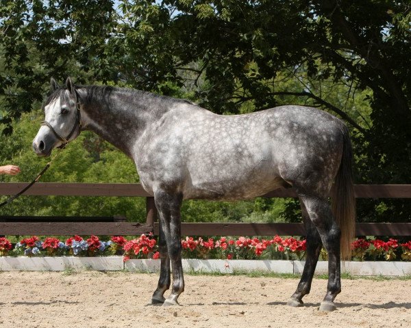 Pferd Iron Rule (Amerikanisches Warmblut, 2005, von Iron Man)