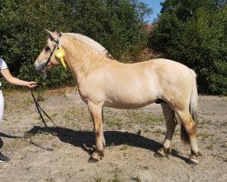 horse Ringagårdens Louie (Fjord Horse, 2019, from Merinas Emil)