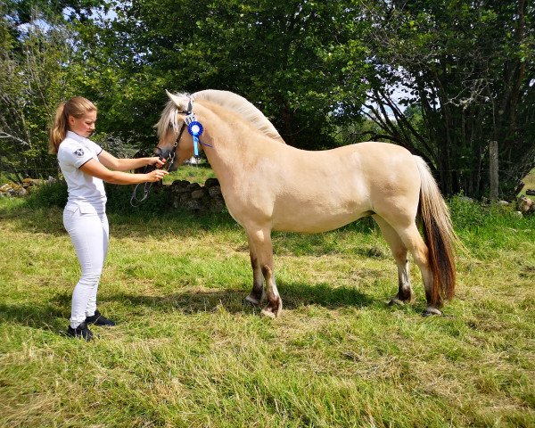 horse Ringagårdens Jolexia (Fjord Horse, 2017, from Højgaards Joker)