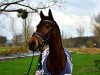 jumper Hollister's Boy (Polish Warmblood, 2006, from Harap)