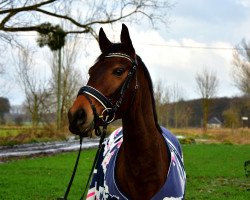 jumper Hollister's Boy (Polish Warmblood, 2006, from Harap)