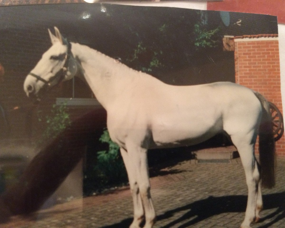 horse Karina (Saxony-Anhaltiner, 1984, from Kontakt 2616)