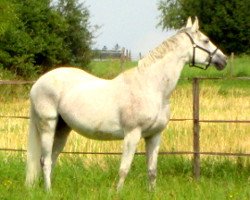 broodmare Halla (Württemberger, 1996, from Heraldik xx)