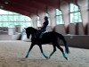 dressage horse Dontaro Cardinale (Westphalian, 2007, from Don Kennedy)