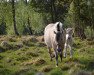 broodmare Daphne (Fjord Horse, 2003, from Daler 180 SWE)