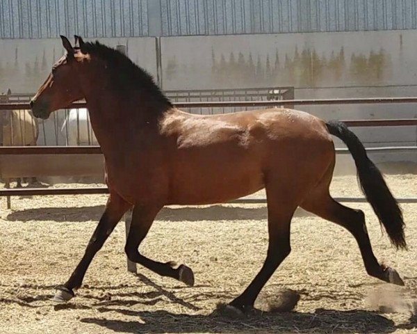 broodmare La noblessa (Pura Raza Espanola (PRE), 2009)