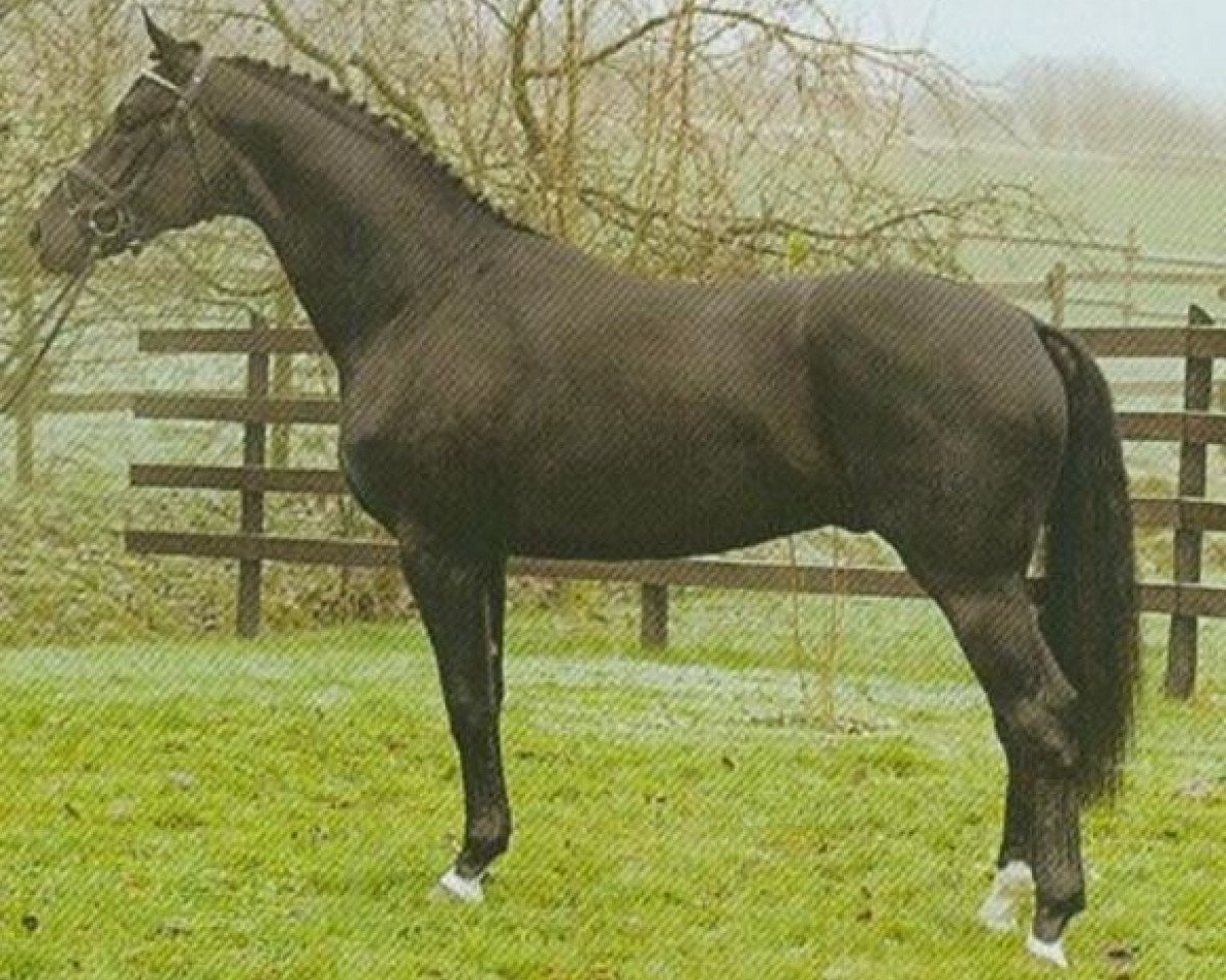 stallion Sunny Day (Rhinelander, 2002, from Sunny-Boy)