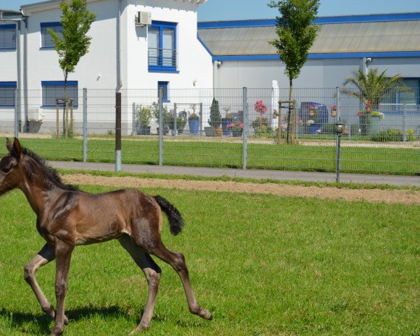 Pferd Andorra (Pura Raza Espanola (PRE), 2016)