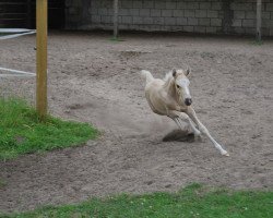 Dressurpferd A Lucky Star (Deutsches Reitpony, 2016, von A new Star)