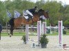 Springpferd Istarr van de Beekhoeve (Belgisches Warmblut, 2008, von Bentley van de Heffinck)