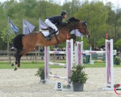 jumper Istarr van de Beekhoeve (Belgian Warmblood, 2008, from Bentley van de Heffinck)