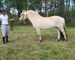 broodmare Björkhems Indra 3659 (Fjord Horse, 2016, from Uddas Fenomen)