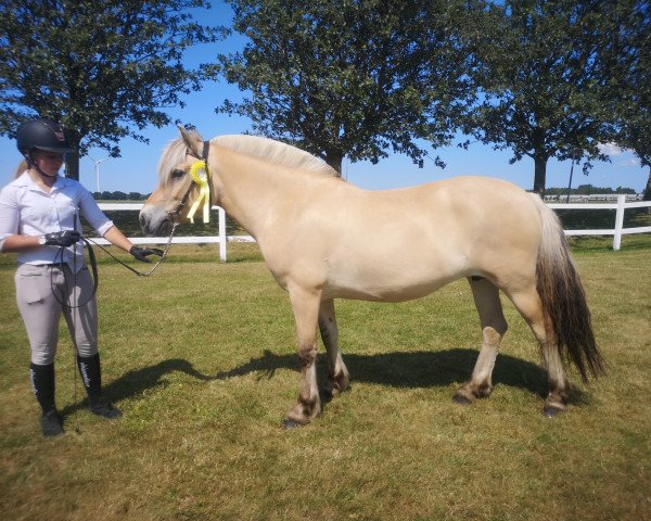 broodmare Neas Fina-Mi 3630 (Fjord Horse, 2015, from Uddas Fenomen)