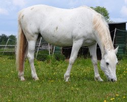 horse Savanna (Arabian thoroughbred, 1997, from Sharim ox)