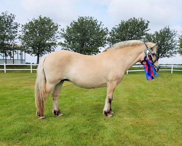 broodmare Essa 2807 (Fjord Horse, 1990, from Heiden N.1826)