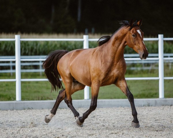broodmare Eminencia Semilly (Selle Français, 2014, from Diamant de Semilly)