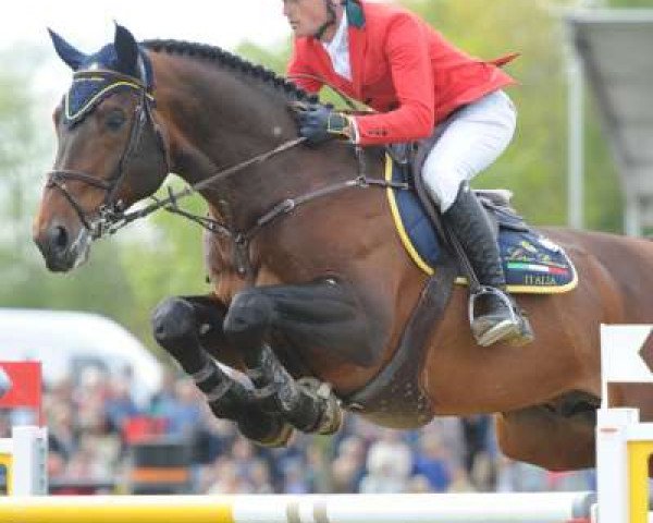 stallion Erco van het Roosakker (Belgian Warmblood, 2004, from Darco)