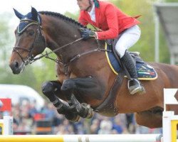 stallion Erco van het Roosakker (Belgian Warmblood, 2004, from Darco)