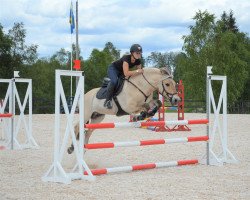 horse Timmy (Fjord Horse, 2007, from Temperament)