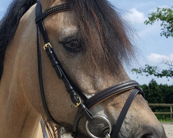 Pferd Norma (Welsh Pony (Sek.B), 1989, von Chirk Ceiniad)