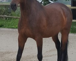 horse Poldi (Polish Warmblood, 2006, from Romadan)