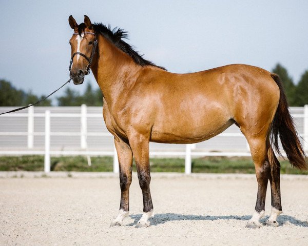 Springpferd Illimité (Selle Français,  , von Big Star)