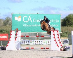 jumper Cayenne van de Moerhoeve (Belgium Sporthorse, 2008, from Taran de La Pomme)