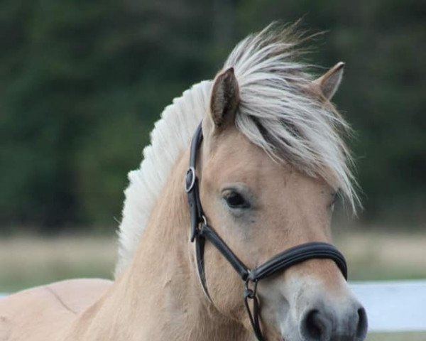 horse Prinsholm’s Troy (Fjord Horse, 2020, from Tronn Fjording)