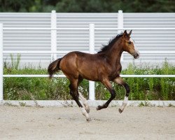 broodmare Jamaika (Selle Français, 2019, from For Pleasure)