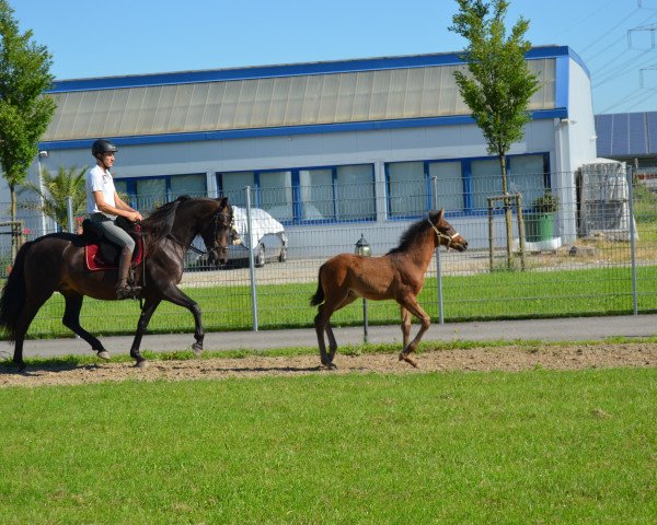 Pferd Manolito (Pura Raza Espanola (PRE), 2016)