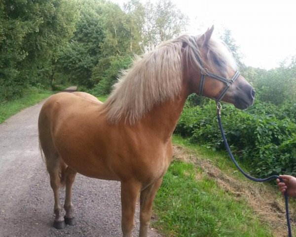 horse Assandro Boy-F (Haflinger, 2006, from Aristokrat)