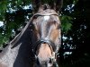 dressage horse Fidonero (Oldenburg, 2011, from Fidertanz)