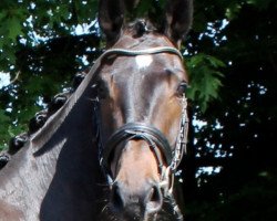 dressage horse Fidonero (Oldenburg, 2011, from Fidertanz)