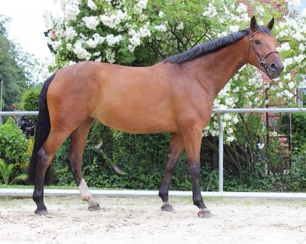 broodmare Alisha (Hanoverian, 2008, from Argentinus)