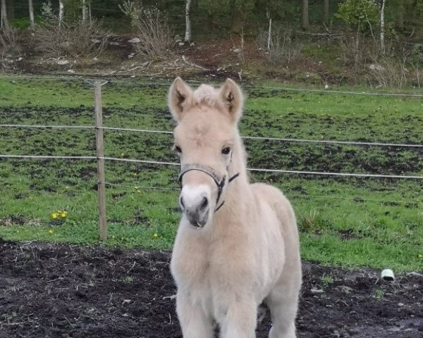 horse Björkhems Nalle-Bus (Fjord Horse, 2021, from Højgaards Joker)