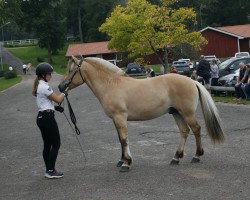 horse Björkhems Ledar (Fjord Horse, 2019, from Ingvar Halsnæs)