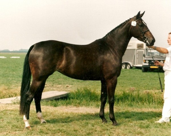 broodmare Heorieta (KWPN (Royal Dutch Sporthorse), 1989, from Caritas)