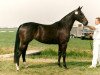 broodmare Heorieta (KWPN (Royal Dutch Sporthorse), 1989, from Caritas)