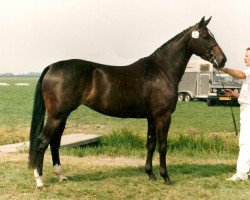 Zuchtstute Heorieta (KWPN (Niederländisches Warmblut), 1989, von Caritas)