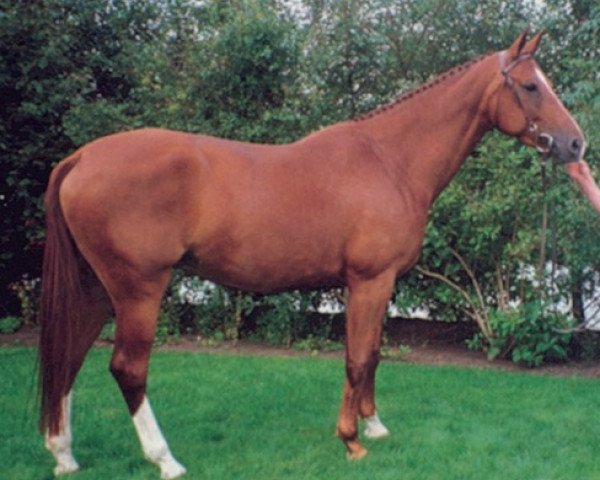 Zuchtstute Gipsy (KWPN (Niederländisches Warmblut), 1988, von Zeus)